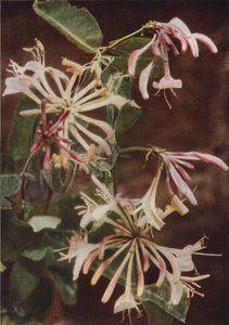 Wilde bloemen: Kamperfoelie
