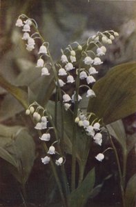 Wilde bloemen: Lelietje-van-dalen