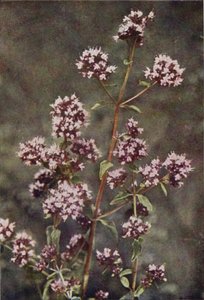 Wilde bloemen: Marjolein