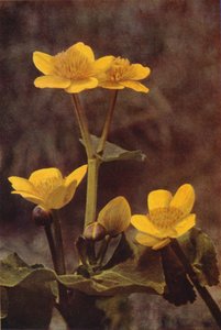 Wilde bloemen: Dotterbloem door Charles Essenhigh Corke