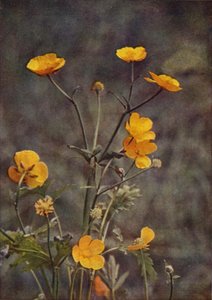 Wilde bloemen: Boterbloem