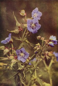 Wilde bloemen: Beemdooievaarsbek door Charles Essenhigh Corke