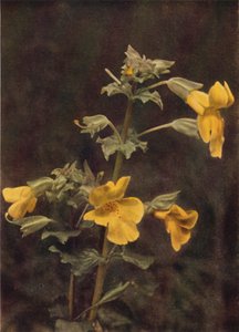 Wilde bloemen: Apenbloem door Charles Essenhigh Corke