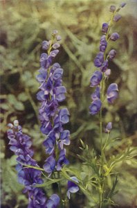 Wilde bloemen: Monnikskap