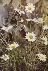Wilde bloemen: Margriet