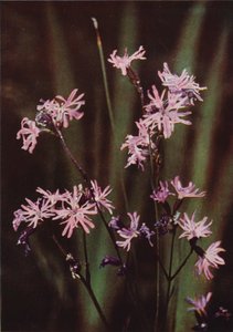 Wilde bloemen: Echte Koekoeksbloem