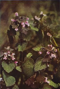 Wilde bloemen: Paarse Dovenetel