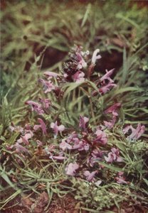 Wilde bloemen: Grote Ratelaar