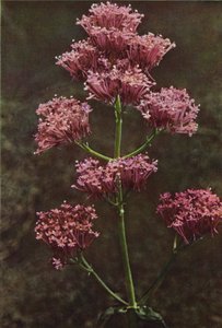 Wilde bloemen: Rode Valeriaan