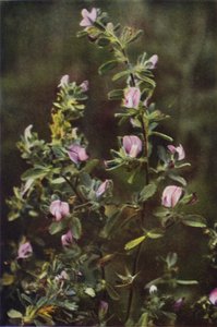 Wilde bloemen: Heermoes