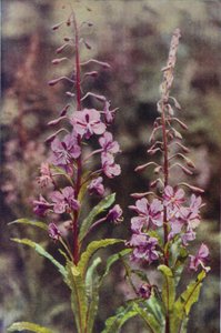 Wilde bloemen: Wilgenroosje
