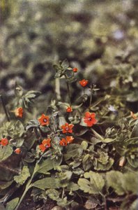 Wilde bloemen: Mannetjesereprijs