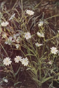 Wilde bloemen: Grote Muur