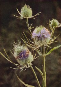 Wilde bloemen: Kaardebol