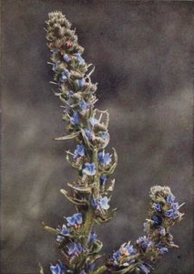 Wilde bloemen: Slangenkruid door Charles Essenhigh Corke