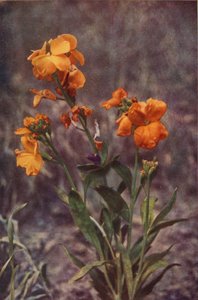 Wilde bloemen: Muurbloem door Charles Essenhigh Corke
