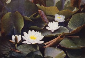 Wilde bloemen: Witte Waterlelie door Charles Essenhigh Corke
