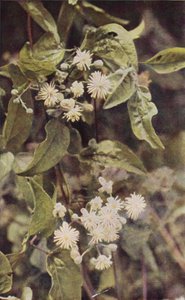 Wilde bloemen: Bosrank