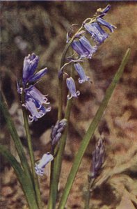 Wilde bloemen: Wilde Hyacint