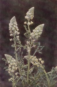 Wilde bloemen: Wilde Reseda