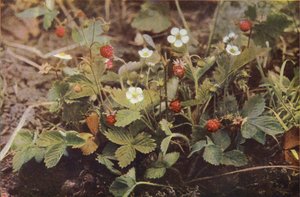 Wilde bloemen: Wilde Aardbei