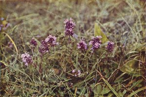 Wilde bloemen: Wilde Tijm