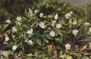 Wilde bloemen: Bosanemoon door Charles Essenhigh Corke