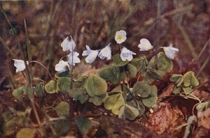 Wilde bloemen: Klaverzuring door Charles Essenhigh Corke