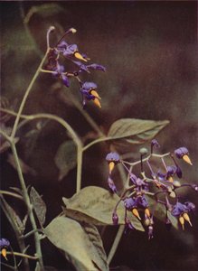 Wilde bloemen: Bitterzoet