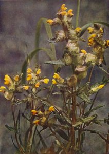 Wilde bloemen: Gele Ratel