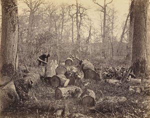 Bos van Fontainebleau