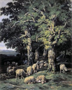 Schapen in het bos