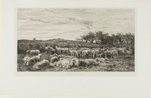 Weide met schapen