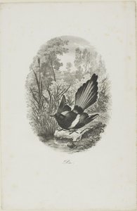 De Ekster
