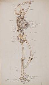 Studie [Menselijk skelet (botten bijschrift)], c.1884 door Charles Gustav Louis Phillips