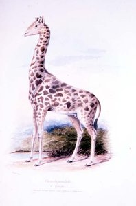 Giraffe door James Edwin Edward Dawe, illustratie voor The Ruminantia Vol. I door Charles Hamilton (after) Smith