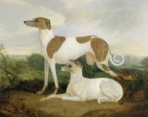 Twee windhonden in een landschap