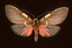 Anaxita constricta door Augustus Kollner