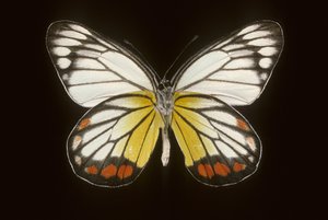 Delias hyparete Mannetje door Augustus Kollner