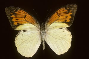 Hebomoia leukippe sulfurea door Augustus Kollner
