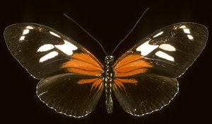 Heliconius burneyi catherina door Augustus Kollner