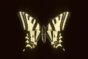 Papilio alexanor Alexanor door Augustus Kollner