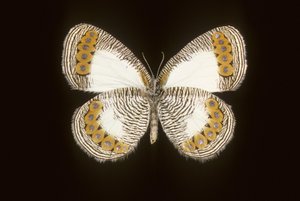 Physcaeneura leda door Augustus Kollner