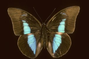 Prepona domophora extincta door Augustus Kollner