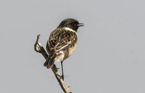 Saxicola torquata Gewone Roodborsttapuit