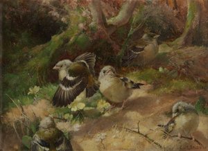 In gelukkig bos door Charles Henry Clifford Baldwyn