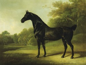 Een Bruin Paard in een Bebost Landschap