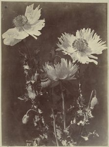 Bloemstilleven met papavers door Charles Hippolyte Aubry
