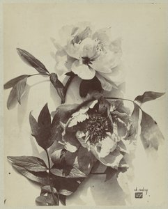 Bloemstilleven met pioenrozen