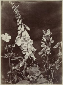 Bloemstilleven met vingerhoedskruid door Charles Hippolyte Aubry